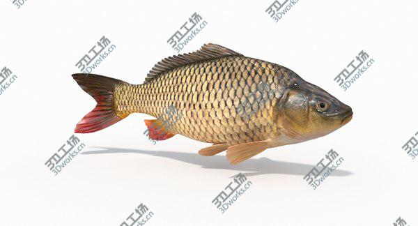 images/goods_img/20210312/3D Carp Fish(Animated)/3.jpg